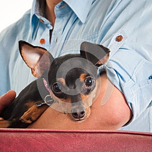 Person holding a puppy pincher