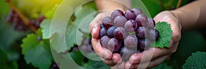 Person holding seedless grape bunch, a superfood berry ingredient