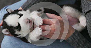 Person Holding a Sleepy Siberian Husky Puppy