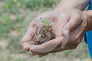 Person holding small plant