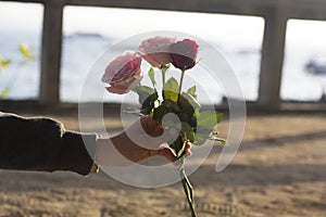 Person holding three red and pink roses in hand. Rose for you concept. Happy valentine`s day background. Birthday backgrounds.