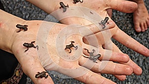 Person holding tiny frogs over their palms