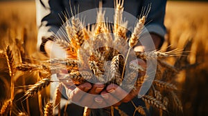 Person holding wheats on wheat field on countryside. Generative AI.