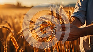 Person holding wheats on wheat field on countryside. Generative AI.