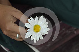Person holding a white daisy flower in hand. Vintage background. Hope and fragility concept