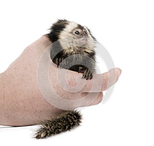 Person holding White-headed Marmoset