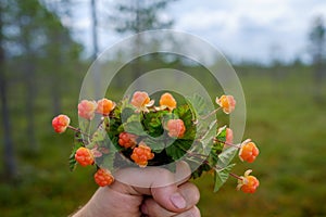 A person holds a bouquet of cloudberries against the backdrop of the swamp, where it was collected.