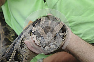 A person holds a Burmese Python