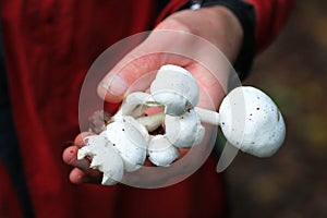 A person holds a clump of white wild mushrooms