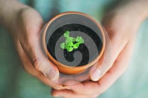 A person holds in his hands a clay pot with a plant sprout. Plant care. New life