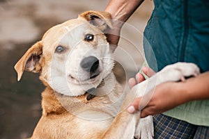 Person hugging adorable yellow dog with funny cute emotions. Hand caressing cute homeless dog with sweet looking eyes in summer