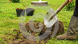 A person intensively drips a hole to plant a plant or tree. Dig a hole with a shovel. Plant a tree in the garden
