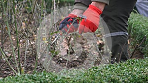 person kneeling on soil, cutting tree branches with scissors