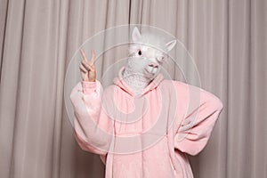 Person with lama head showing piece sign on studio wall background