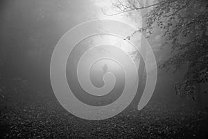 Person in Misty Forest