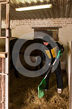 Person mucking out stable with horse photo