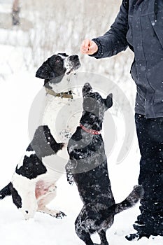 Expectant Pups in Snow