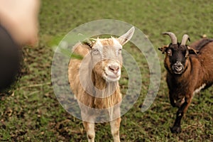 Person offers a plant to two goats in a field