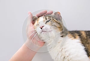 A person petting a Calico tabby shorthair cat