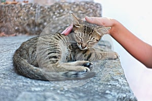 Person is petting a cat