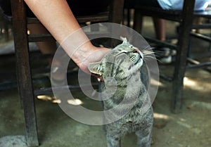Person is petting a cat
