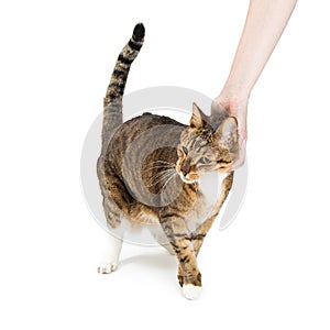 Person Petting Cat Over White