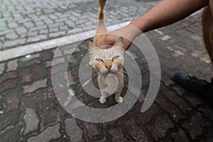 Person petting a cat on a street