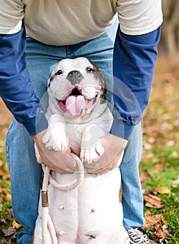 A person petting a happy English Bulldog