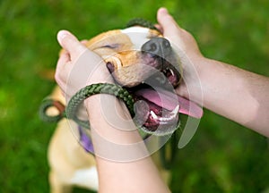 A person petting a happy Pit Bull Terrier mixed breed dog