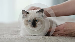 Person petting ragdoll kitty