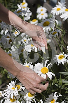 Person picking daisy flowers