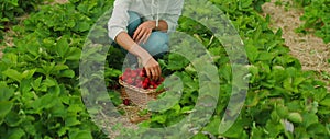 Person picking strawberries in a field, with a full basket. In the midst of green plants, a woman kneels to pick berries