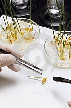 Person picking up bean sprout with tweezers close-up of bean sprout