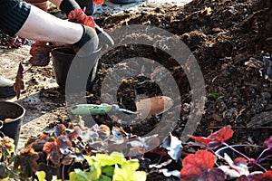 Person planting flowers in the soil