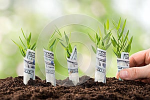 Person planting money plants