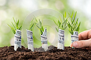 Osoba výsadba peníze rostliny 