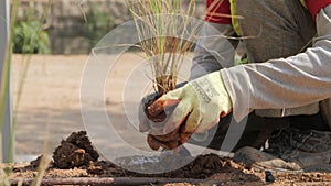a person planting a small plant takin from a plastic pot