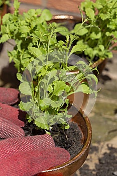 Person planting trailing lobelia into copper plant flower pots