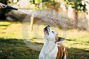 Person playing with a dog with the water form a hosepipe in a garden