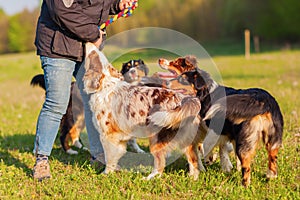 Person plays with four Australian Shepherd outdoors
