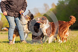 Person plays with four Australian Shepherd outdoors