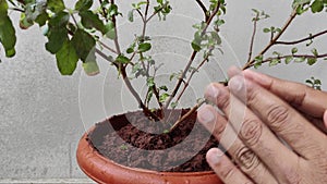 Person is praying and worshiping basil plant with hands. Tulsi - basil is worshiped in many hindu house