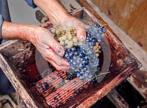 Person putting grapes in manual grape crusher