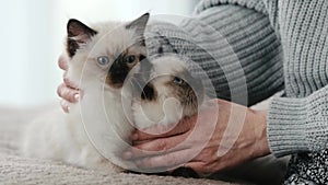 Person with ragdoll cat kittens