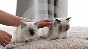 Person with ragdoll cat kittens