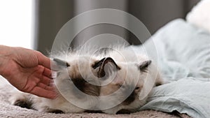 Person with ragdoll cat kittens