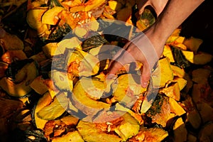 A person reaching for a piece of pumpkin at an elephant sanctuary