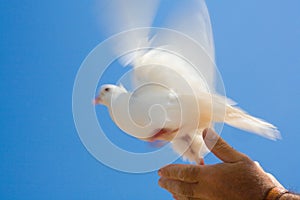 Person releasing pigeon