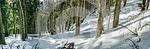 A person riding skis down a snow covered forest