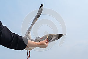 A person rising hand to feeding a beautiful feather seagull with blue sky background